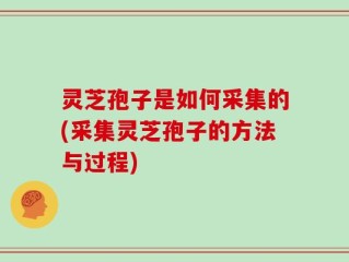 灵芝孢子是如何采集的(采集灵芝孢子的方法与过程)