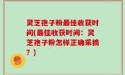 灵芝孢子粉最佳收获时间(最佳收获时间：灵芝孢子粉怎样正确采摘？)