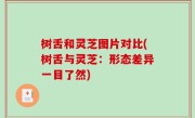 树舌和灵芝图片对比(树舌与灵芝：形态差异一目了然)
