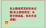 无土栽培灵芝的生长过程(无土栽培灵芝：从孢子到成品，生长方法详解)