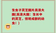 生虫子灵芝图片高清大图(高清大图：生长中的灵芝，惊现成群的幼虫！)