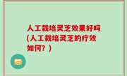 人工栽培灵芝效果好吗(人工栽培灵芝的疗效如何？)