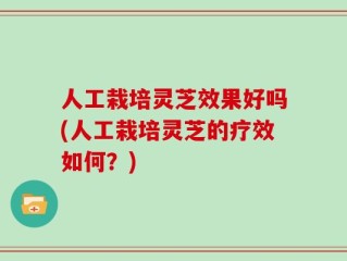 人工栽培灵芝效果好吗(人工栽培灵芝的疗效如何？)
