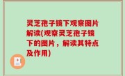 灵芝孢子镜下观察图片解读(观察灵芝孢子镜下的图片，解读其特点及作用)