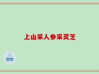上山采人参采灵芝