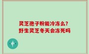 灵芝孢子粉能冷冻么？野生灵芝冬天会冻死吗