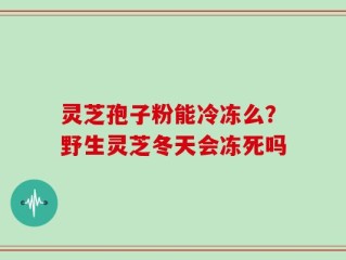 灵芝孢子粉能冷冻么？野生灵芝冬天会冻死吗