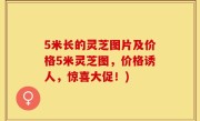 5米长的灵芝图片及价格5米灵芝图，价格诱人，惊喜大促！)