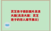 灵芝孢子摄影图片高清大图(高清大图：灵芝孢子的惊人细节展示)