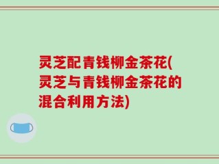 灵芝配青钱柳金茶花(灵芝与青钱柳金茶花的混合利用方法)