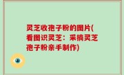 灵芝收孢子粉的图片(看图识灵芝：采摘灵芝孢子粉亲手制作)