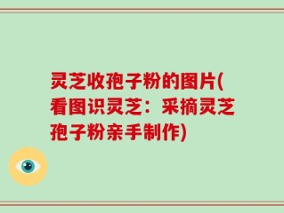 灵芝收孢子粉的图片(看图识灵芝：采摘灵芝孢子粉亲手制作)