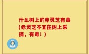 什么树上的赤灵芝有毒(赤灵芝不宜在树上采摘，有毒！)