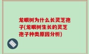 龙眼树为什么长灵芝孢子(龙眼树生长的灵芝孢子种类原因分析)