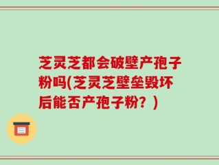 芝灵芝都会破壁产孢子粉吗(芝灵芝壁垒毁坏后能否产孢子粉？)