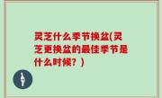 灵芝什么季节换盆(灵芝更换盆的最佳季节是什么时候？)