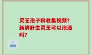 灵芝孢子粉收集视频？新鲜野生灵芝可以泡酒吗？