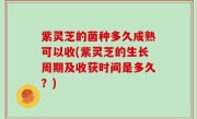 紫灵芝的菌种多久成熟可以收(紫灵芝的生长周期及收获时间是多久？)