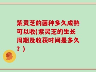 紫灵芝的菌种多久成熟可以收(紫灵芝的生长周期及收获时间是多久？)