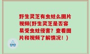 野生灵芝有虫蛀么图片视频(野生灵芝是否容易受虫蛀侵害？查看图片和视频了解情况！)