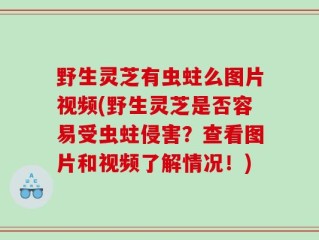 野生灵芝有虫蛀么图片视频(野生灵芝是否容易受虫蛀侵害？查看图片和视频了解情况！)