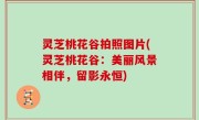 灵芝桃花谷拍照图片(灵芝桃花谷：美丽风景相伴，留影永恒)