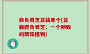 鹿角灵芝盆栽单个(盆栽鹿角灵芝：一个别致的装饰植物)
