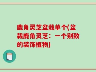 鹿角灵芝盆栽单个(盆栽鹿角灵芝：一个别致的装饰植物)
