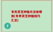 冬天灵芝种植方法有哪些(冬季灵芝种植技巧汇总)