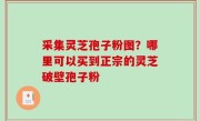 采集灵芝孢子粉图？哪里可以买到正宗的灵芝破壁孢子粉