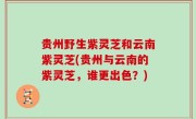 贵州野生紫灵芝和云南紫灵芝(贵州与云南的紫灵芝，谁更出色？)