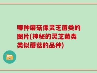 哪种蘑菇像灵芝菌类的图片(神秘的灵芝菌类类似蘑菇的品种)
