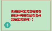 贵州能种紫灵芝嘛现在还能种吗现在能在贵州栽培紫灵芝吗？)