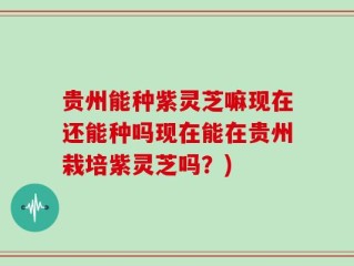 贵州能种紫灵芝嘛现在还能种吗现在能在贵州栽培紫灵芝吗？)