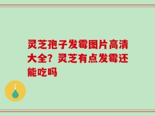 灵芝孢子发霉图片高清大全？灵芝有点发霉还能吃吗