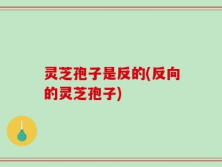 灵芝孢子是反的(反向的灵芝孢子)