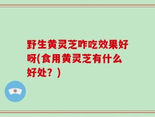 野生黄灵芝咋吃效果好呀(食用黄灵芝有什么好处？)