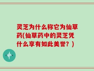 灵芝为什么称它为仙草药(仙草药中的灵芝凭什么享有如此美誉？)