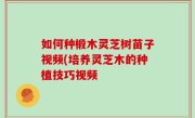 如何种椴木灵芝树苗子视频(培养灵芝木的种植技巧视频