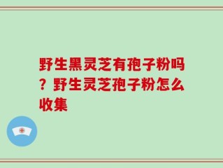 野生黑灵芝有孢子粉吗？野生灵芝孢子粉怎么收集
