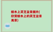 椴木上灵芝盆景图片(欣赏椴木上的灵芝盆景美景)