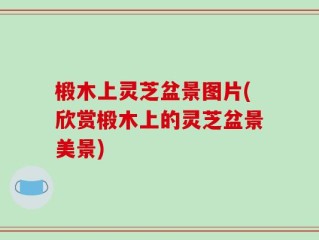 椴木上灵芝盆景图片(欣赏椴木上的灵芝盆景美景)
