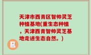 天津市西青区智帅灵芝种植基地(重生态种植，天津西青智帅灵芝基地走进生态自然。)