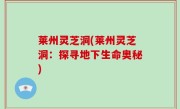 莱州灵芝洞(莱州灵芝洞：探寻地下生命奥秘)