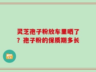 灵芝孢子粉放车里晒了？孢子粉的保质期多长