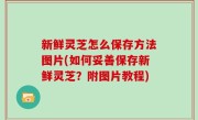 新鲜灵芝怎么保存方法图片(如何妥善保存新鲜灵芝？附图片教程)
