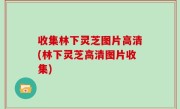 收集林下灵芝图片高清(林下灵芝高清图片收集)