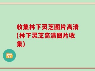 收集林下灵芝图片高清(林下灵芝高清图片收集)