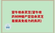 望牛墩赤灵芝(望牛墩药材种植户坚信赤灵芝是提高免疫力的良药)