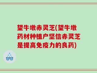 望牛墩赤灵芝(望牛墩药材种植户坚信赤灵芝是提高免疫力的良药)